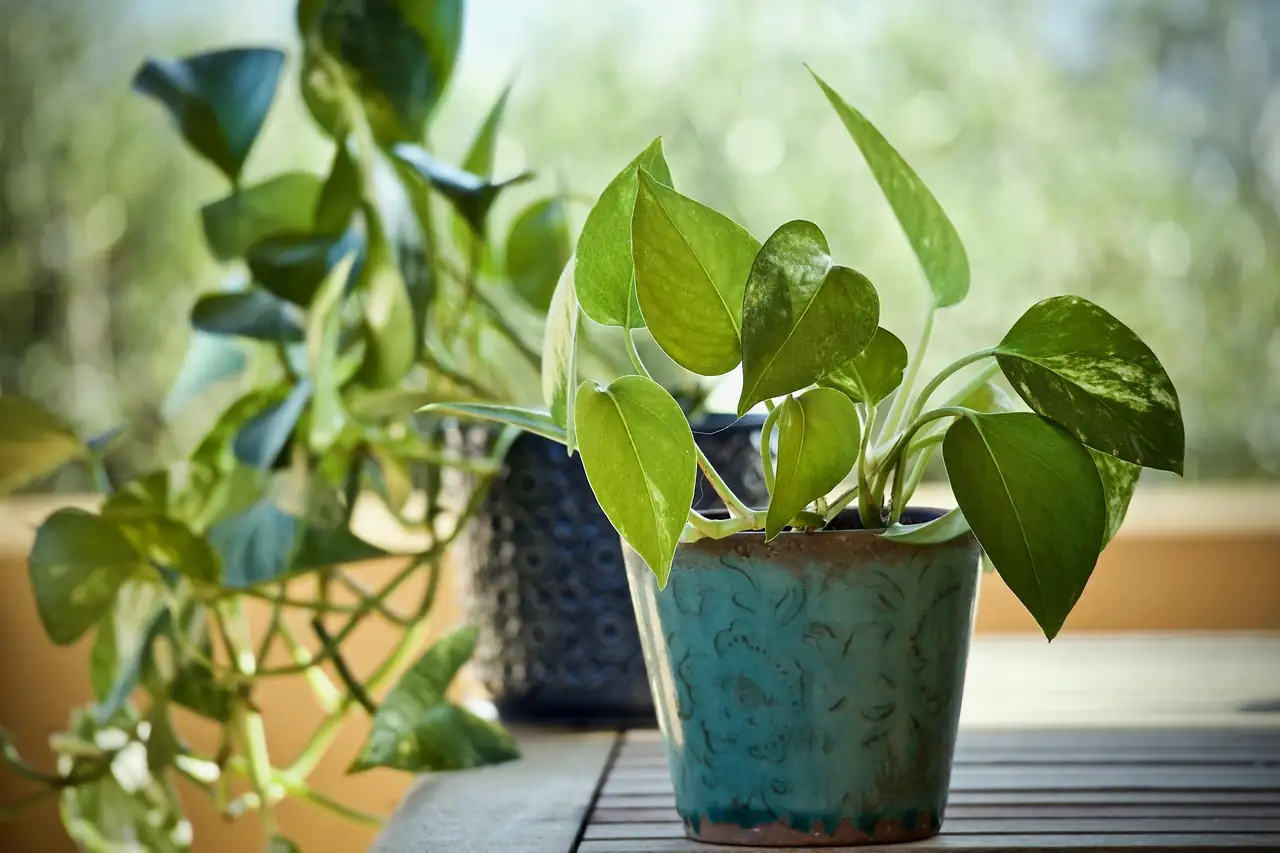 pothos vines with schefflera