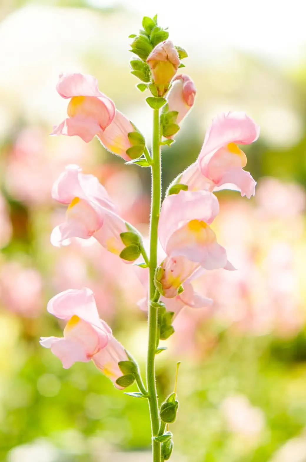 Snapdragon Care Secrets: Thrive from Spring to Fall!