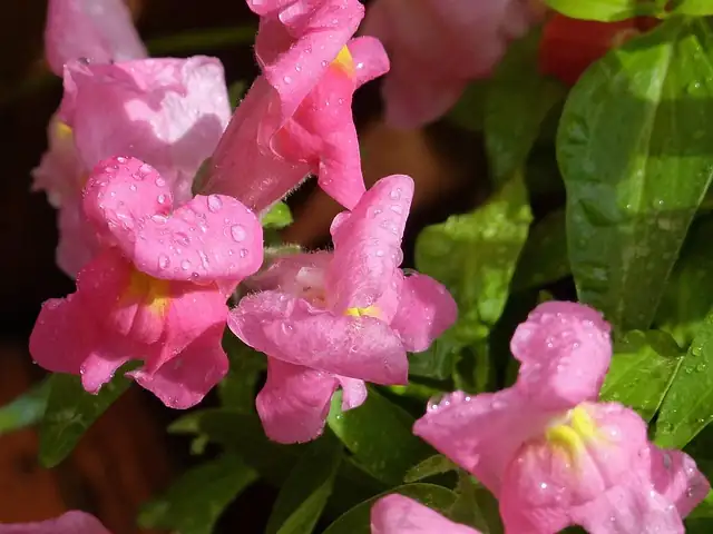 watering snapdragons in garden
