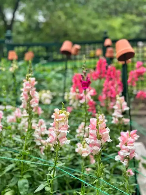 snapdragons blooming in spring garden