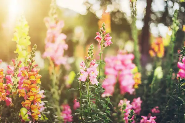 Defend Your Dragon Flowers: Tackle Pests and Problems with Ease