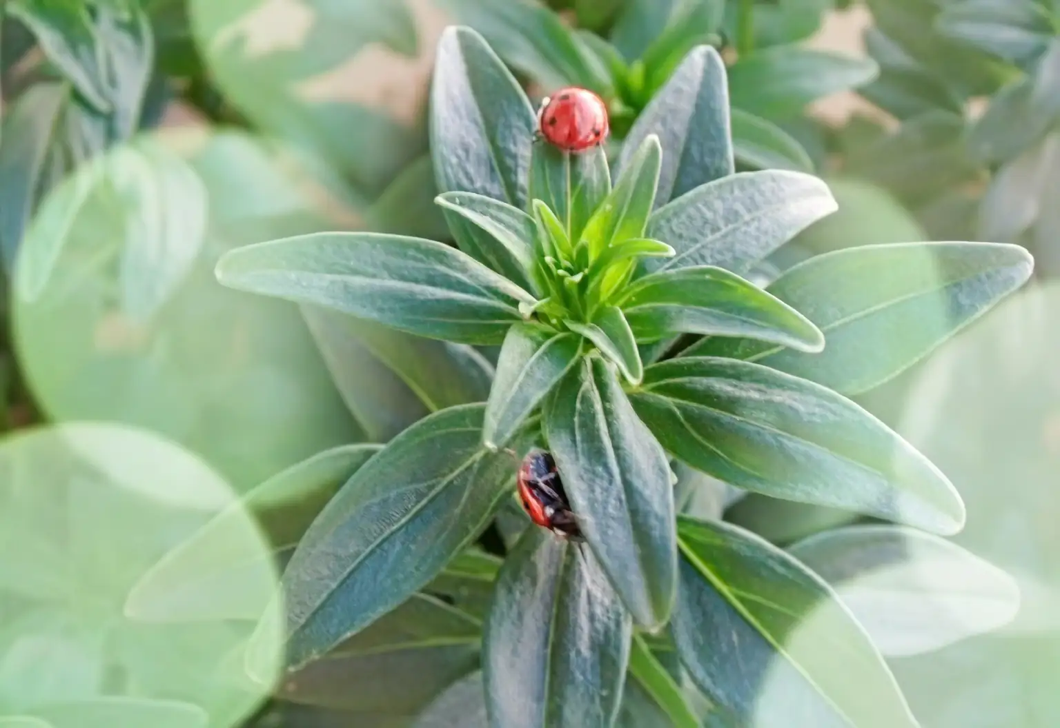 ladybugs on snapdragon leaves