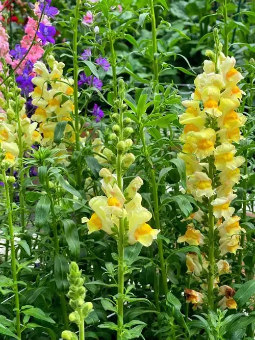 snapdragon planting in sunny garden