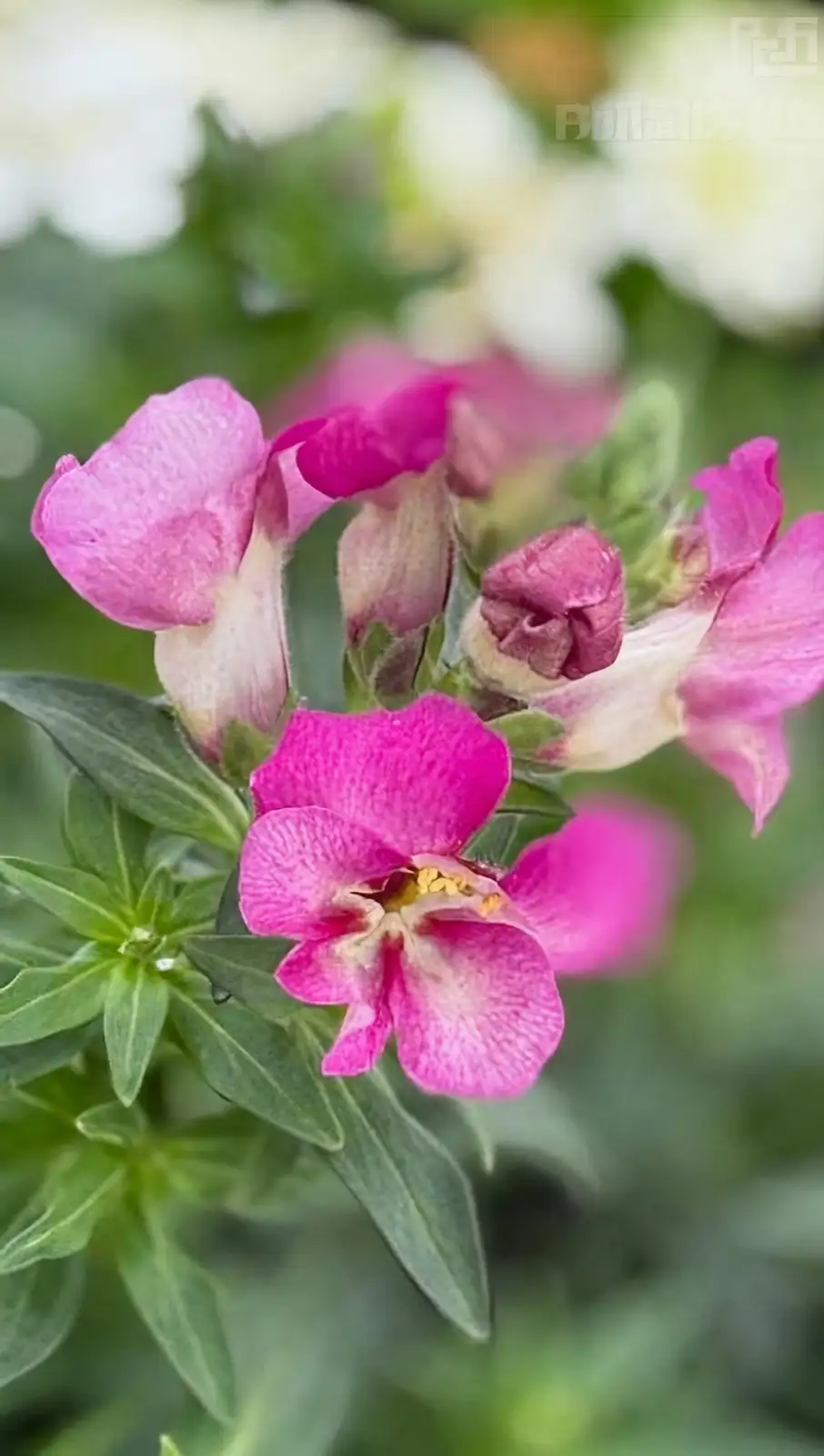 From Mediterranean Shores: The Enchanting Journey of Snapdragons