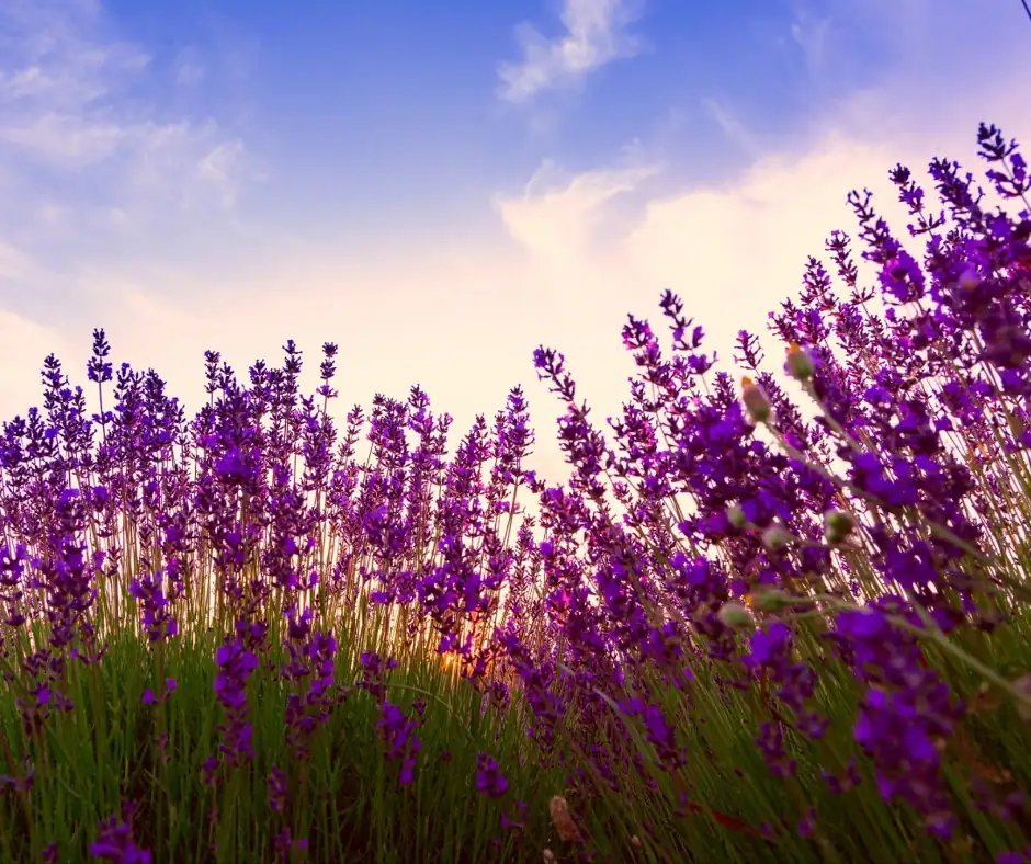 snapdragons in Mediterranean landscape
