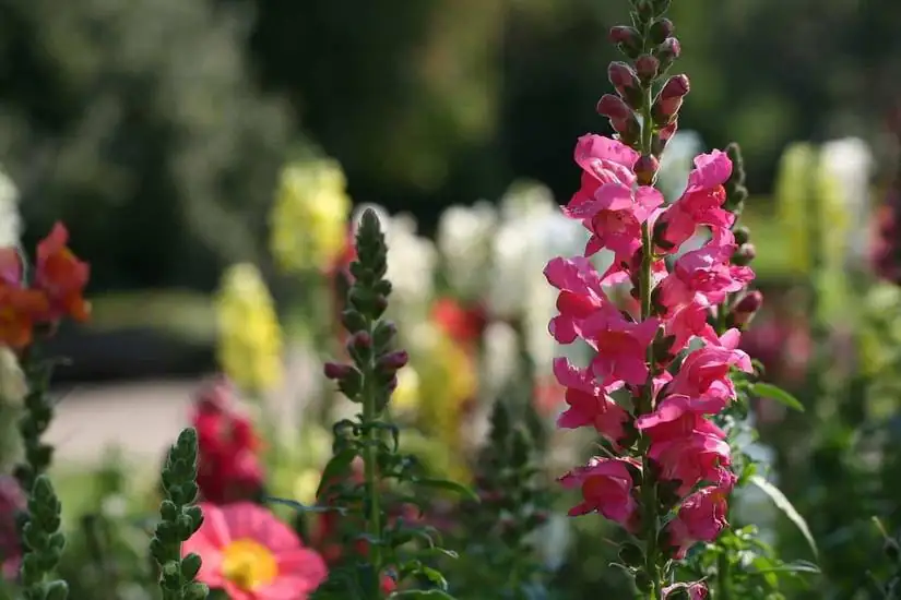 snapdragons in a garden setting