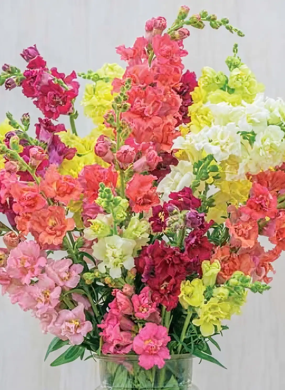 snapdragon bouquet with varied colors