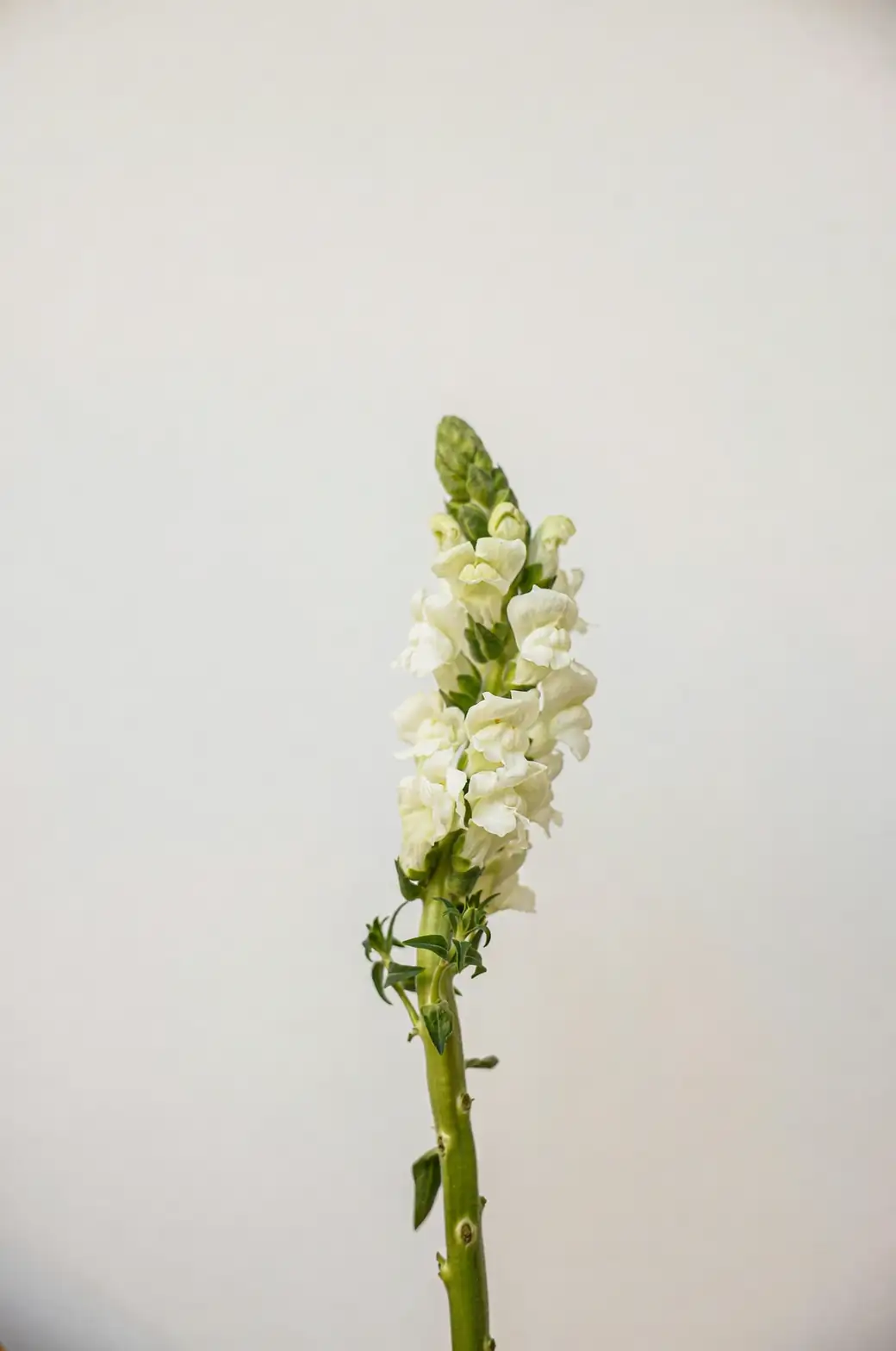 Snapdragon Curiosities: Discover the Mystique Behind the ‘Dragon Mouth’ Blooms