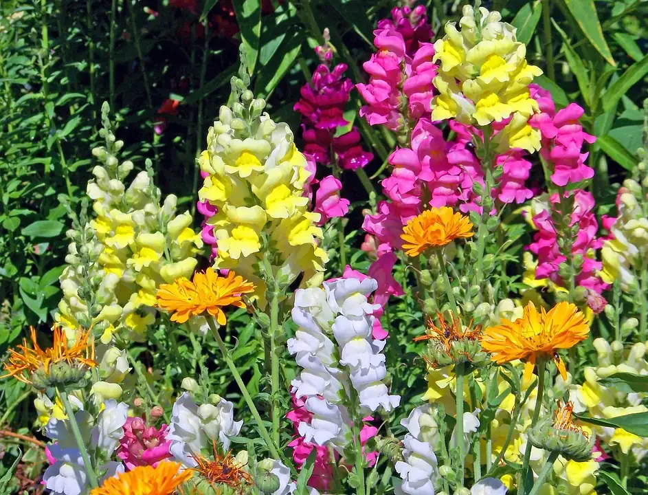 snapdragon flower garden variety