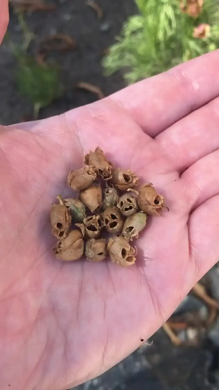 snapdragon seed pods skull-like