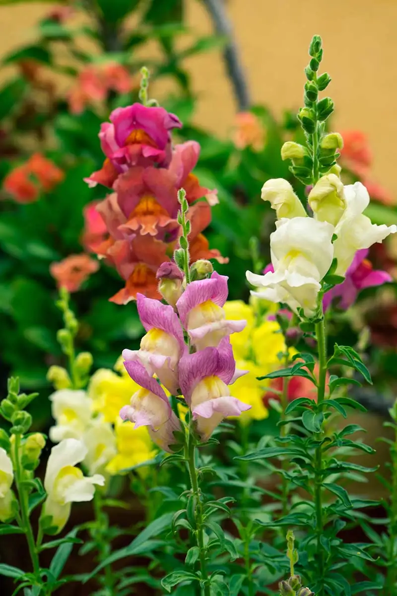 snapdragon planting in garden