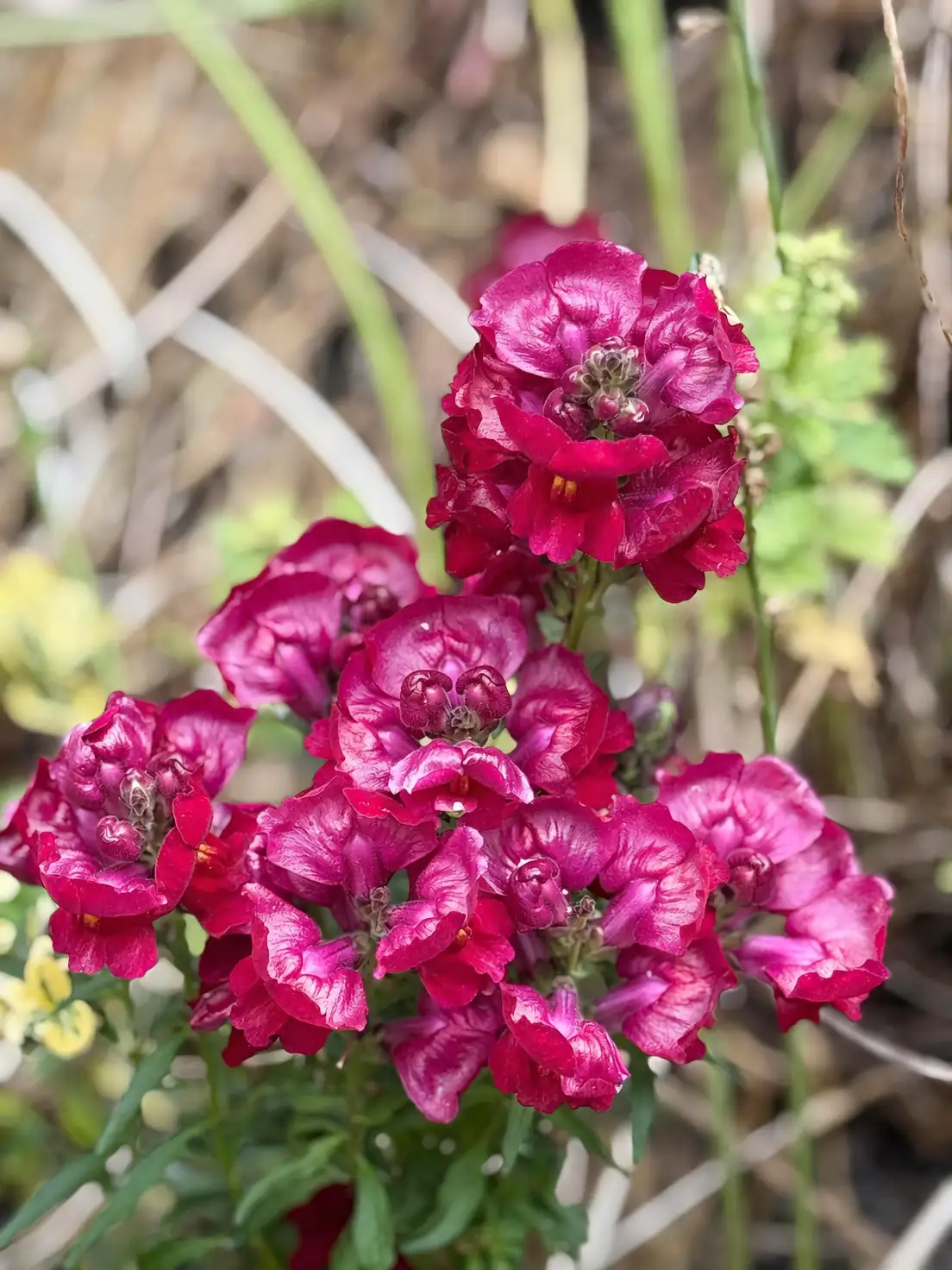 The Secret Language of Snapdragons: Grace, Strength, and a Hint of Deviousness