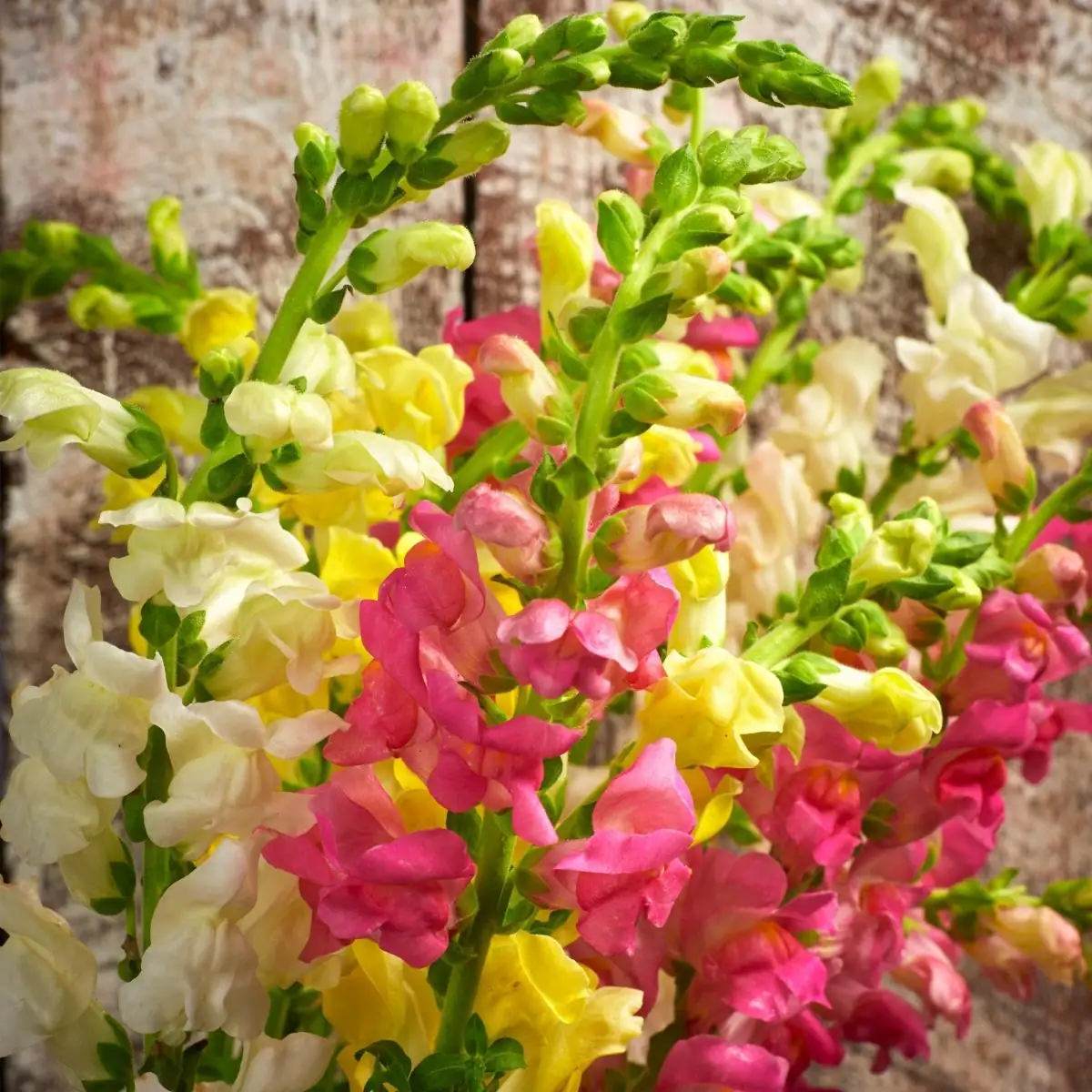 snapdragon color varieties close-up