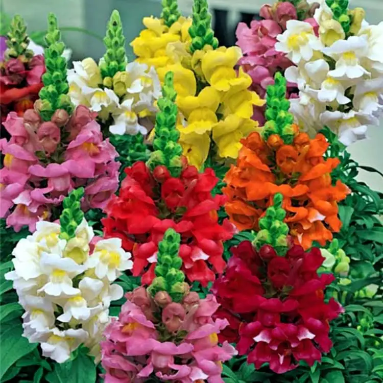 snapdragon flower dragon mouth