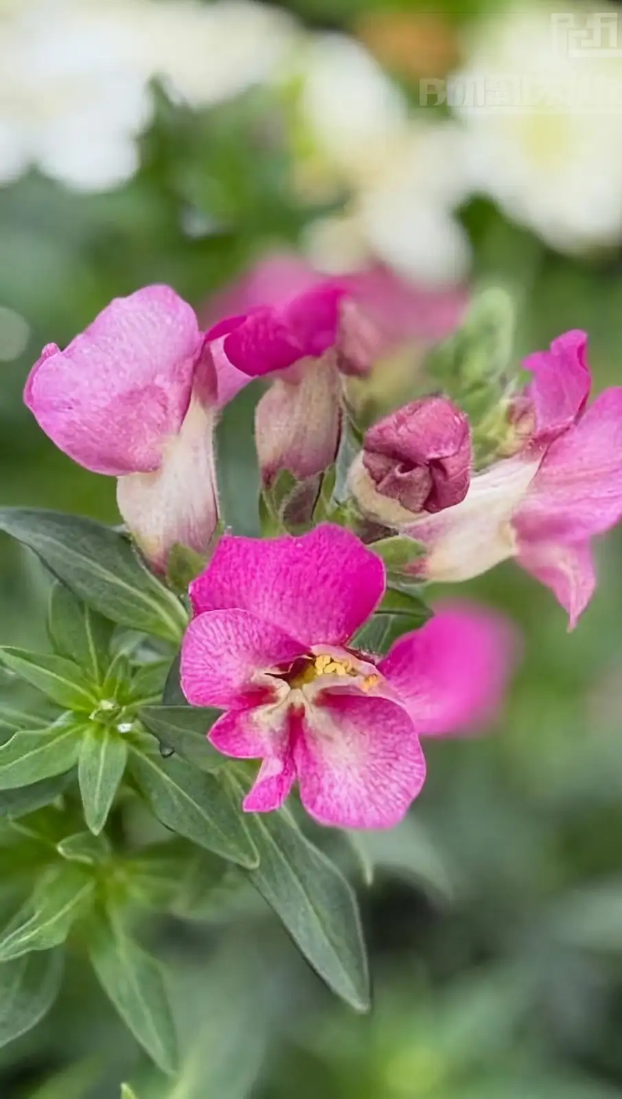 Mastering Snapdragon Propagation: From Seed to Stunning Blooms
