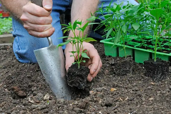 dividing snapdragon plant