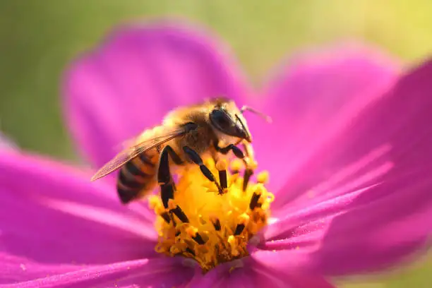 Companion Planting with Snapdragons: A Pollinator’s Paradise