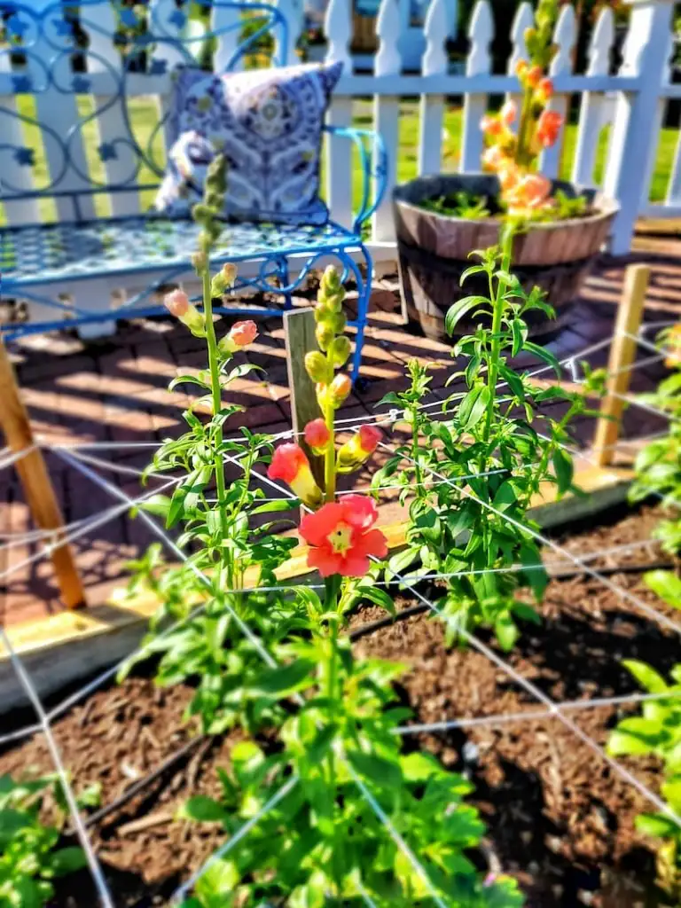 snapdragons garden care tools