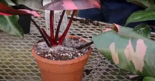 watering pink princess philodendron