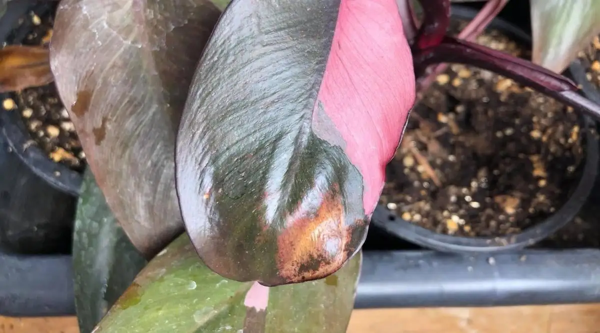 pink princess philodendron with brown leaf edges
