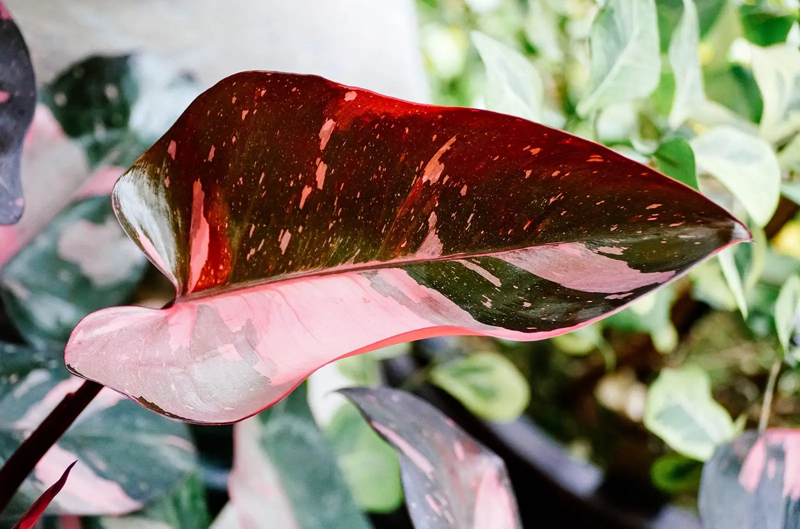 pink princess philodendron leaf close-up