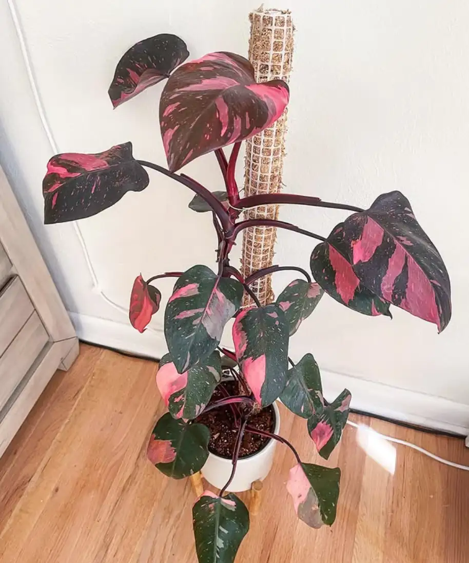 pink princess philodendron climbing support