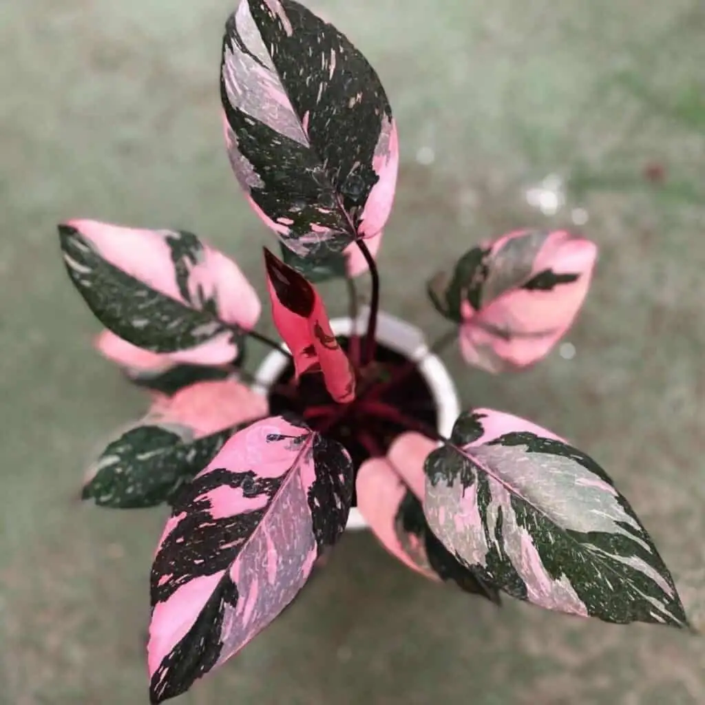 pink princess philodendron large leaves