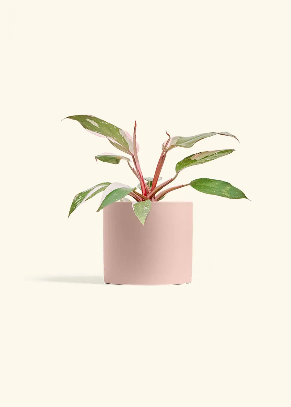 pink princess philodendron on plant stand