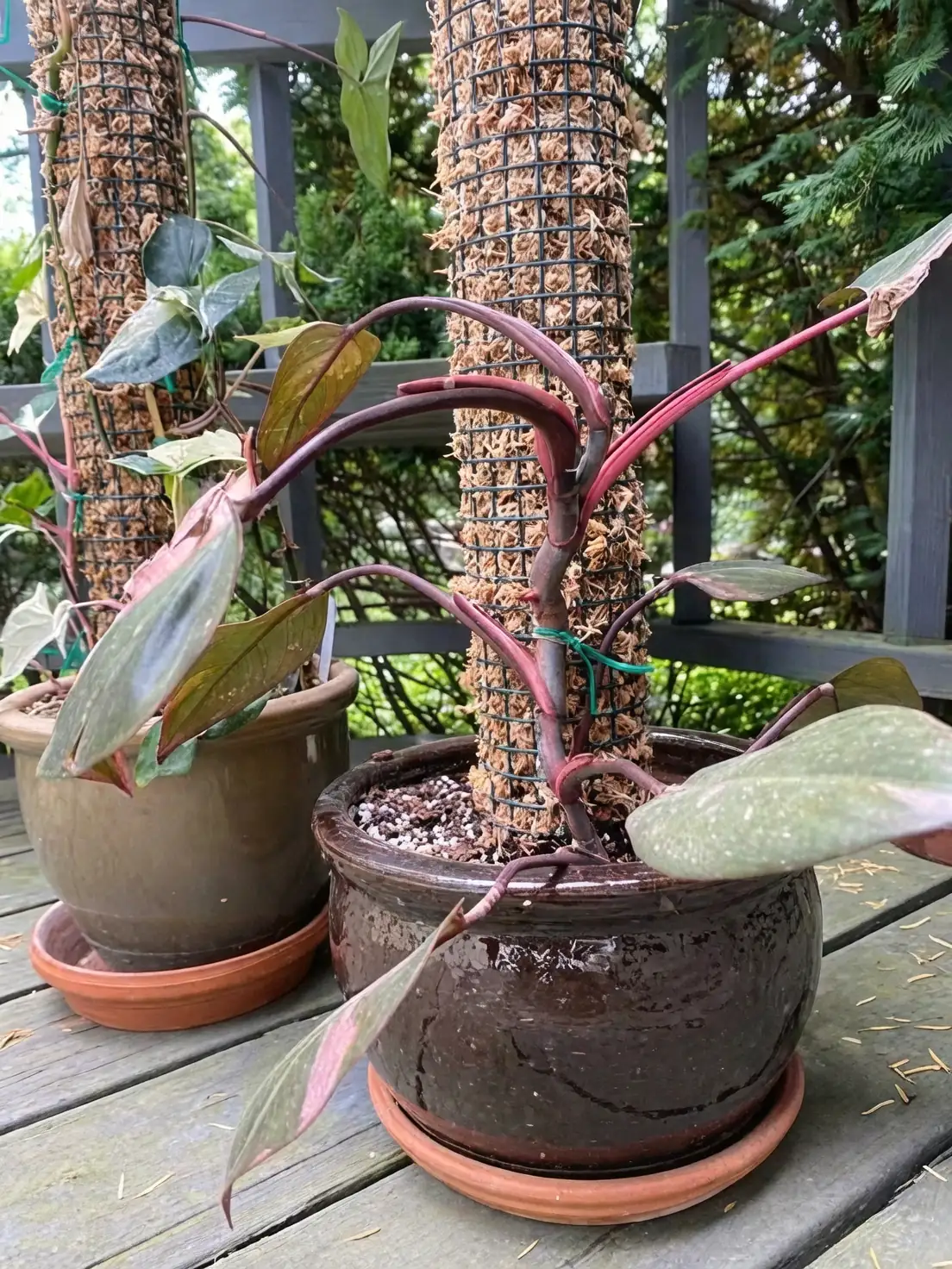 pink princess philodendron on moss pole