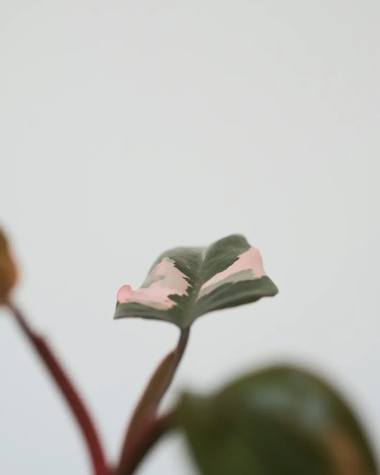 Propagation Masterclass: Growing Your Pink Princess Collection