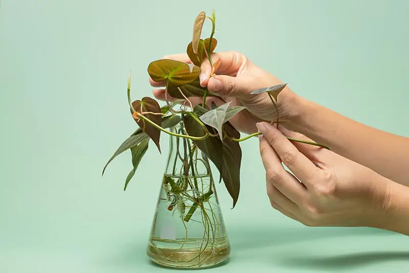 Philodendron cutting preparation