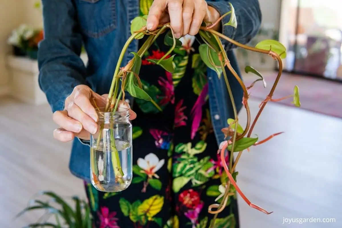 Philodendron rooting in water