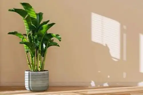Philodendron in bright indirect light