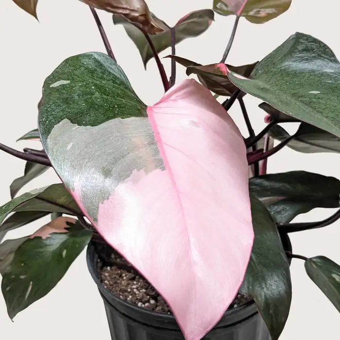 Philodendron Paradise: Creating a Lush Indoor Jungle with the Pink Princess