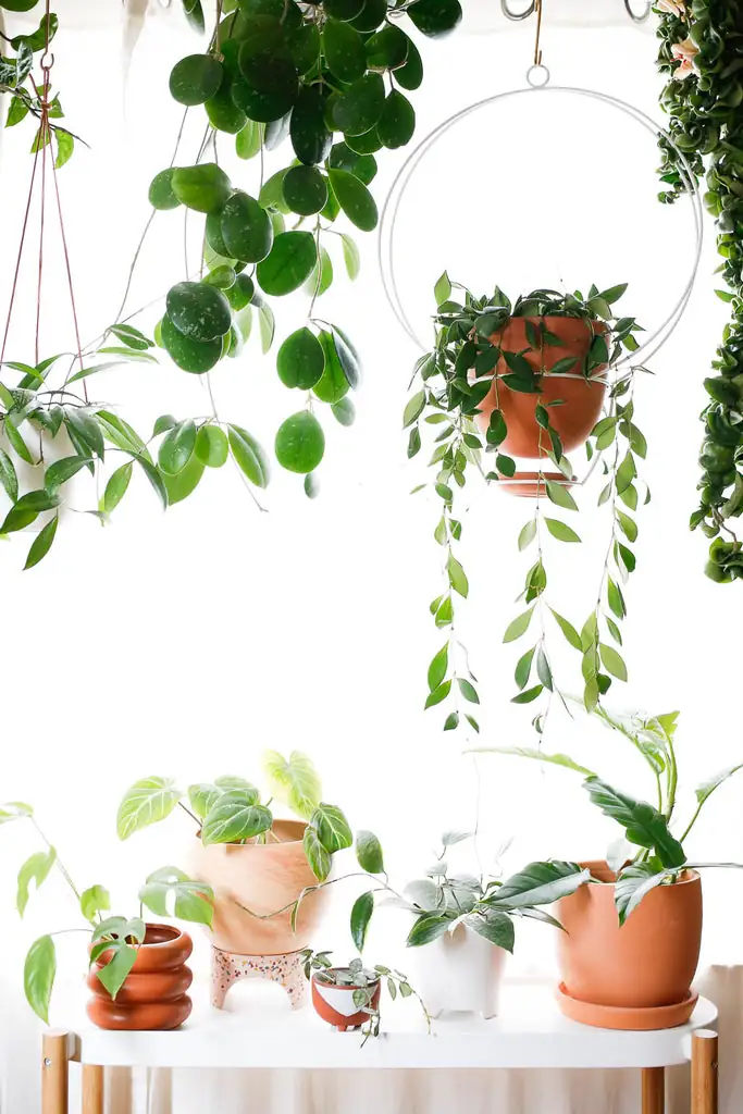 philodendron in bright indirect light