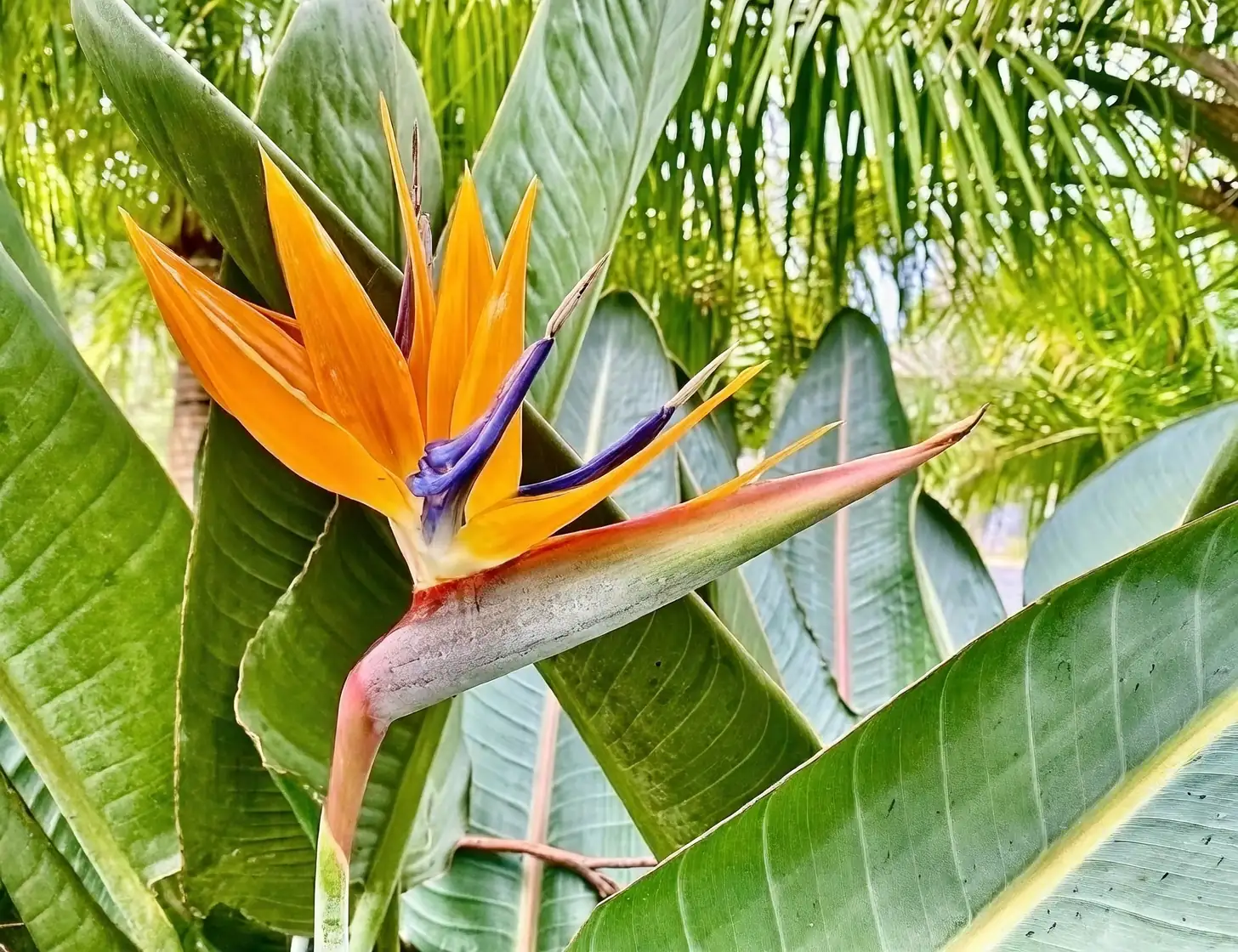 birds of paradise and philodendron