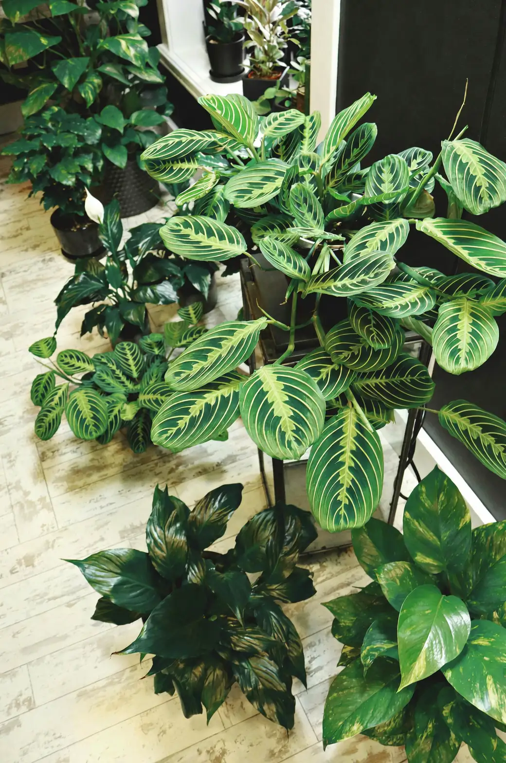calathea white fusion and philodendron