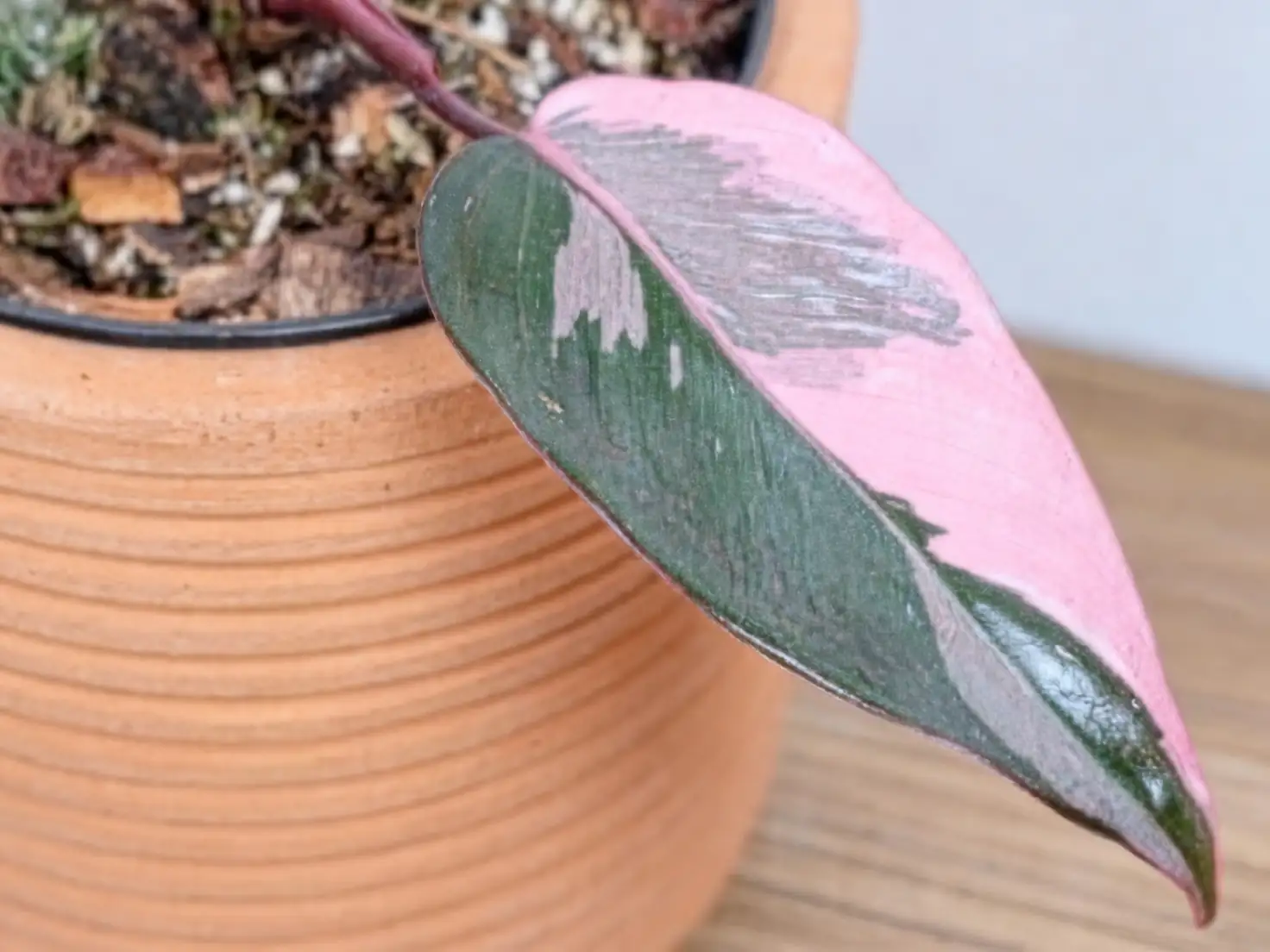 pink princess philodendron indoor pot