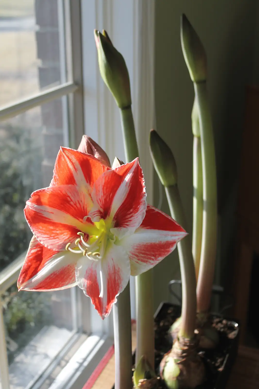 How to Make Your Amaryllis Thrive: Essential Care Tips for Brilliant Blooms