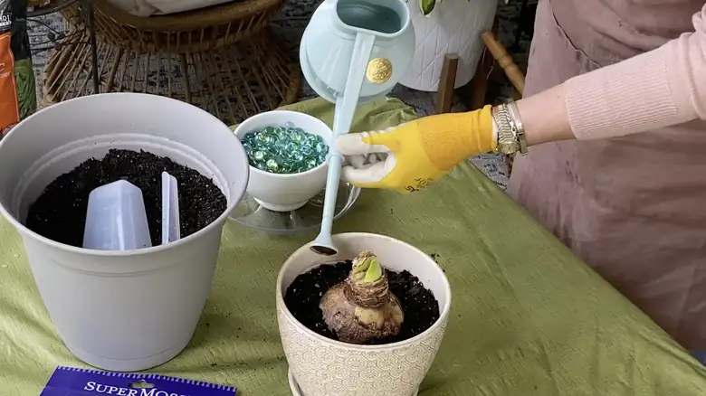 watering amaryllis plant