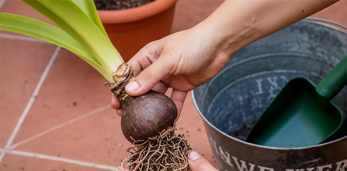 repotting amaryllis bulb