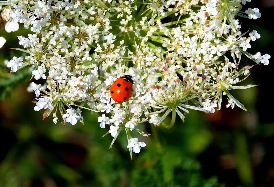ladybugs on amaryllis plant