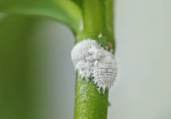 mealybugs on amaryllis close-up