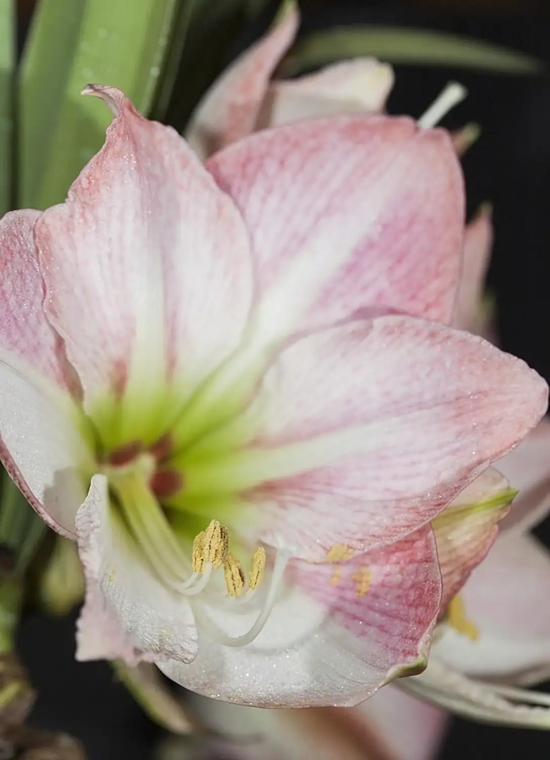 From Andes to Windowsills: The Fascinating Journey of the Amaryllis