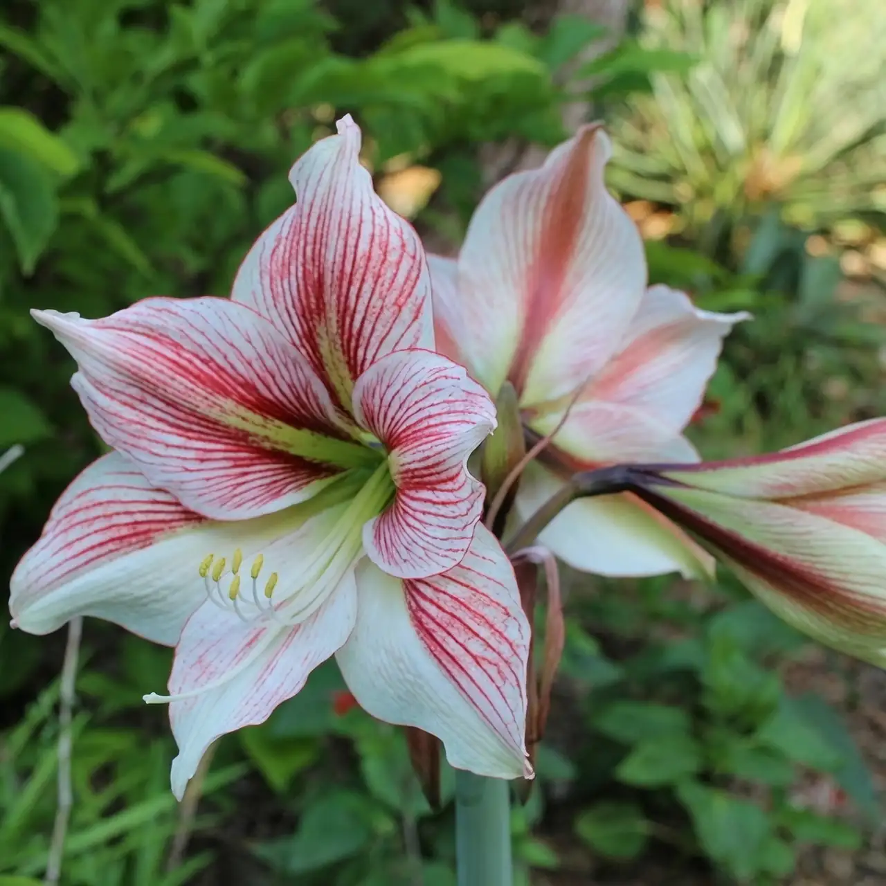 Hippeastrum hybrid blooms close-up