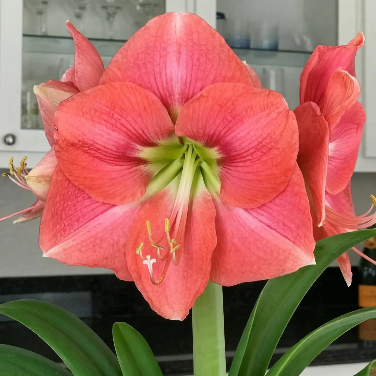 Amaryllis Awesomeness: Fun Facts You Never Knew About These Stunning Blooms