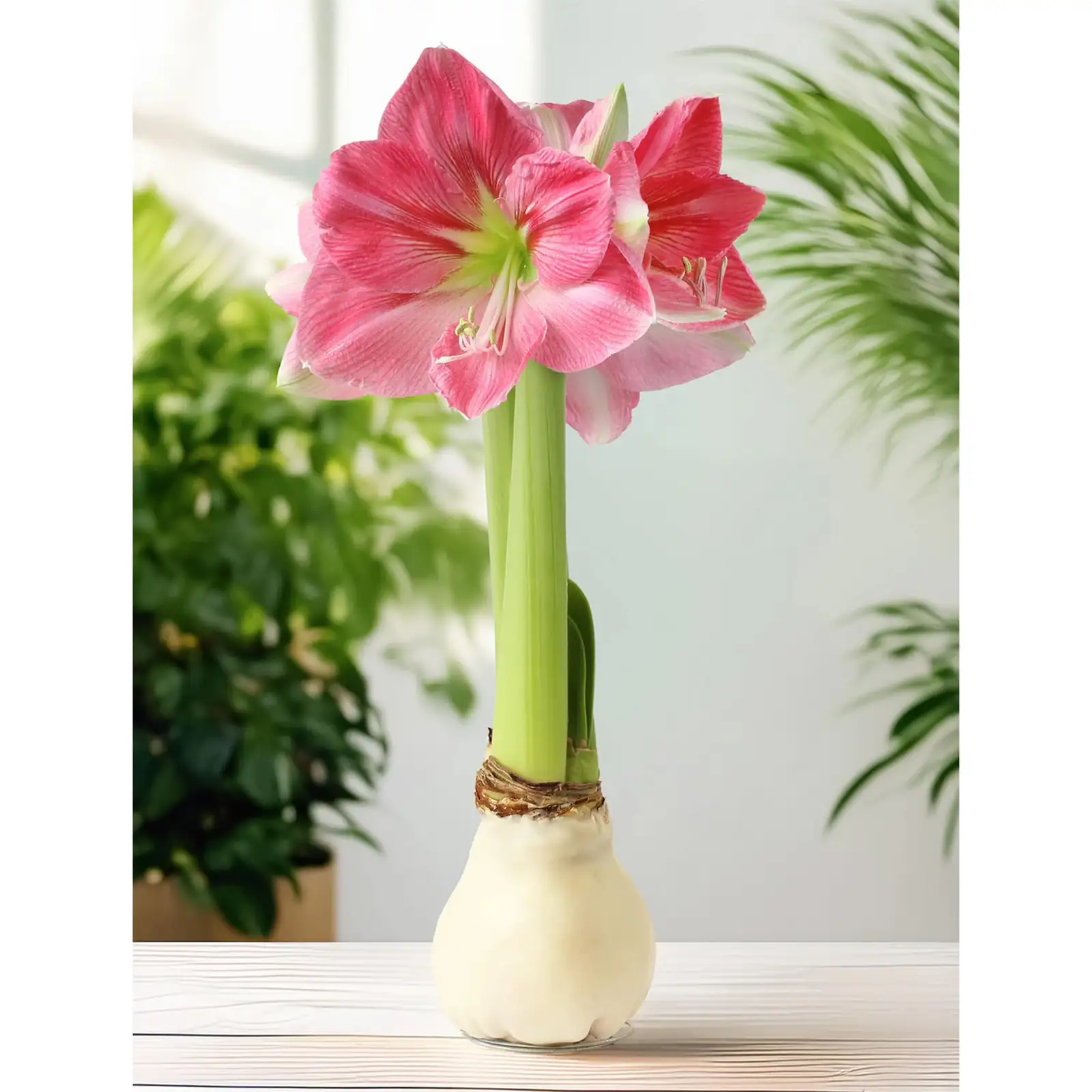 amaryllis bulb indoor display