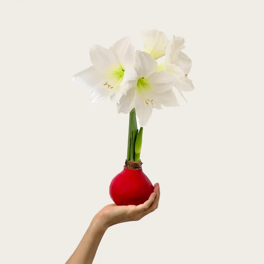 large amaryllis bulb with blooms