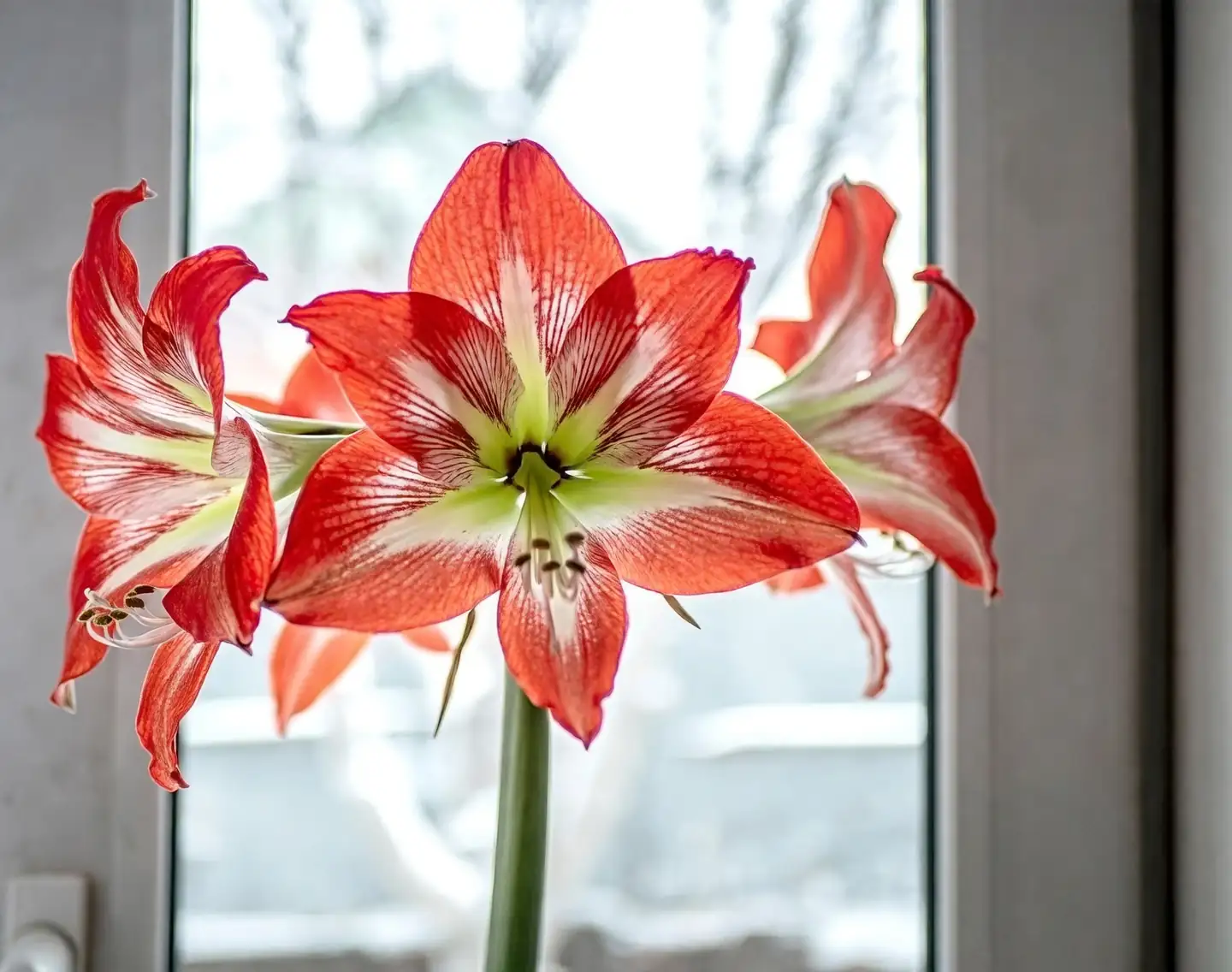 Stand Tall and Shine: The Cultural Significance of the Amaryllis in Flower Language