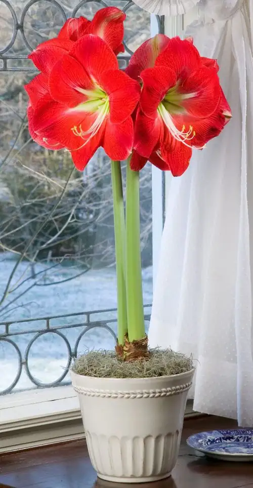 Bring the Tropics Indoors: Using Amaryllis for Winter Interior Design